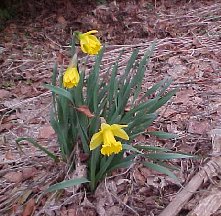 daffodils on the edge of the woods