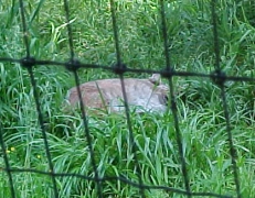 bobcat