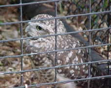 burrowing owl