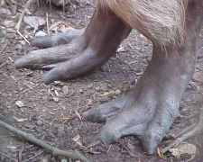 back feet