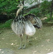 rhea with open wings
