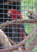 scarlet macaw