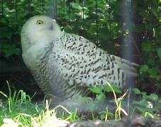 snowy owl