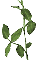 leaves