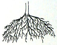 roots