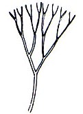 stem