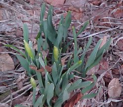 daffodils near the woods