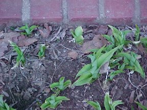 daylilies near the house