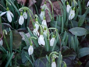 The snowdrops have been up since February.