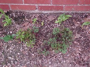 Bleeding Heart plant