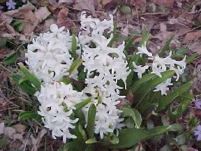 hyacinth in dark corner is in full bloom