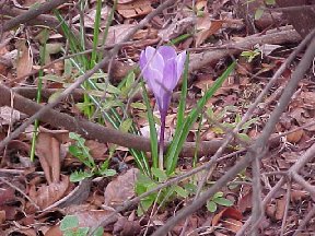 one lone crocus survives under the azaleas