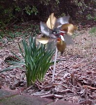 daffodils next to the pinwheels
