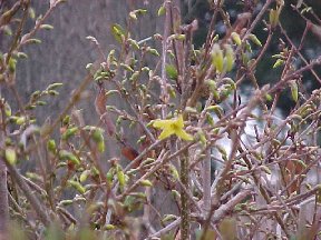 one of four forsythia blossoms