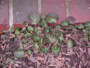 strawberry geranium