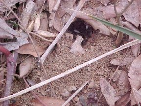An anthill emerged near the strawberry geranium. The white things in the dark hole are eggs.