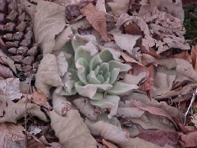 The dead leaves around the new growth were from last year. This plant will grow real tall by this summer.