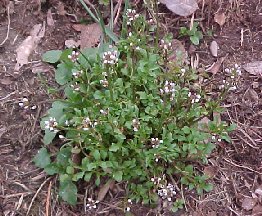 This white flowered plant is abundant in our yard and woods right now.