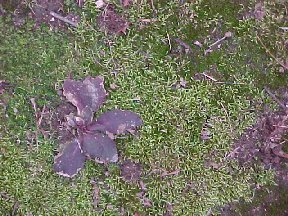 The result of living on the north side of a hill:3 mosses and an ajuga
