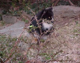 Pompay investigates the noises.