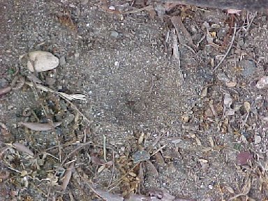 antlion