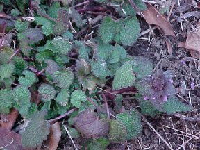 ajuga, a ground cover
