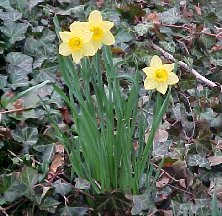 daffodils on the hill