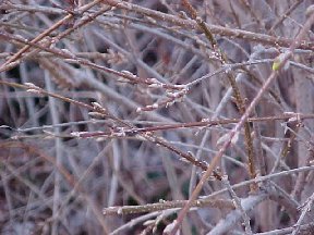 forsythia buds near kitchen