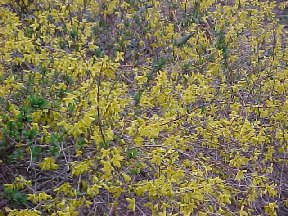 All the blossoms are opening up.