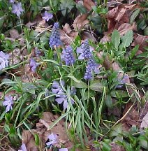 Grape Hyacinth