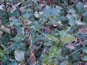 holly bush