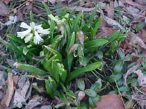 hyacinth in a dark warm corner