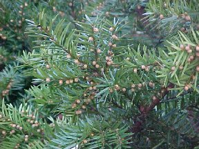 yew berries near azaleas